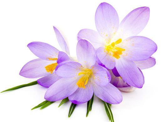 ده خاصیت دارویی زعفران 