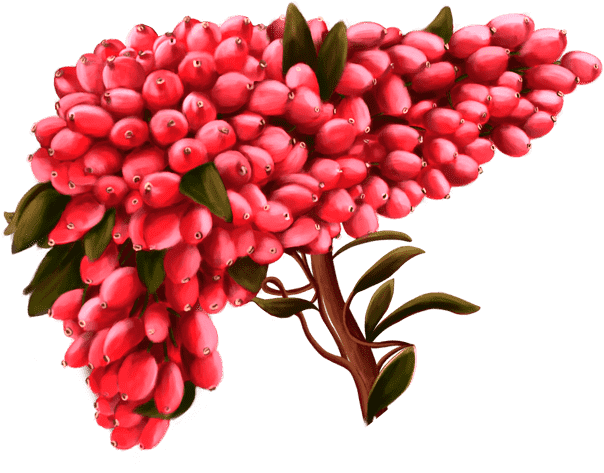 خواص درمانی زرشک 