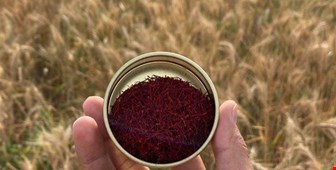 تشخیص زعفران اصل از تقلبی؛ راهنمای جامع آزمایشگاهی و تست‌های خانگی 
